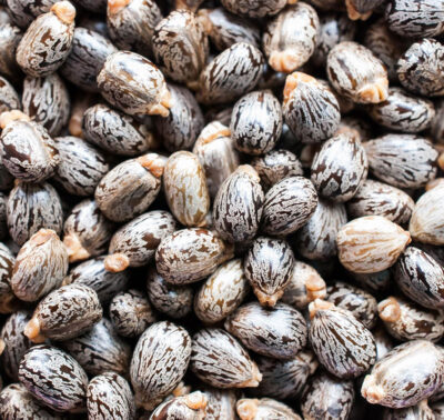 Castor Seeds