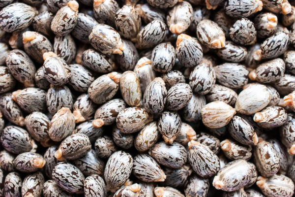 Castor Seeds