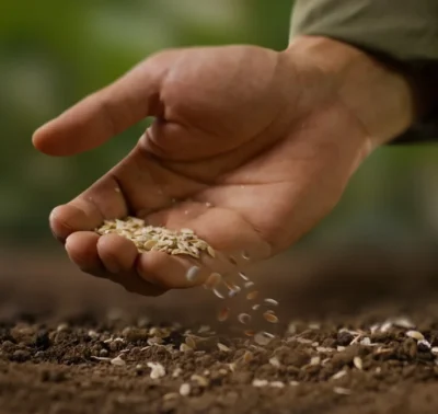 Abere Seeds