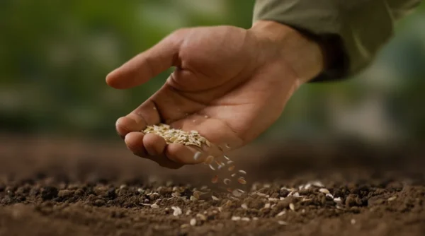 Abere Seeds