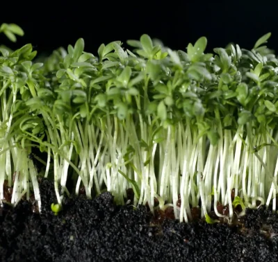 Cress Seeds