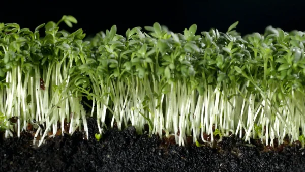 Cress Seeds
