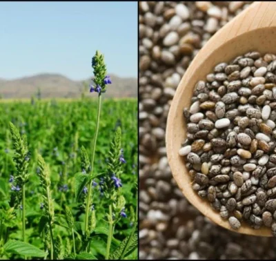 Chia Seeds