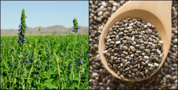 Chia Seeds