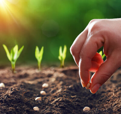 Hybrid Seeds
