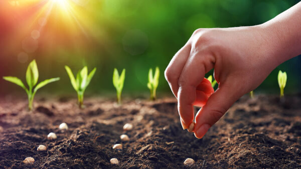 Hybrid Seeds