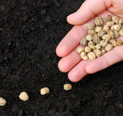 Calpelzyen Seeds