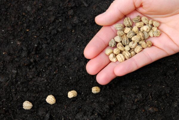 Calpelzyen Seeds
