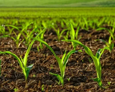 Open Pollinated Seeds